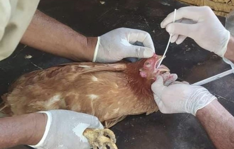Influenza aviária: Governo do Estado reforça ações preventivas após confirmação de caso em ave silvestre no litoral norte do Rio