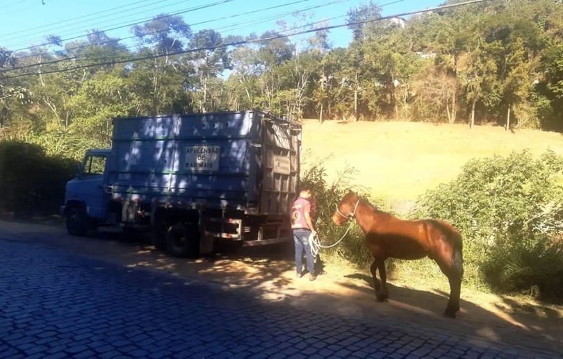 Cavalo resgatado pela COPBEA é enviado para curral de apreensão em Seropédica