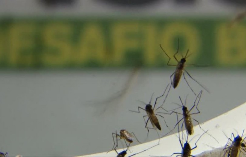 Casos de dengue em São Paulo este ano são o triplo do total de 2020