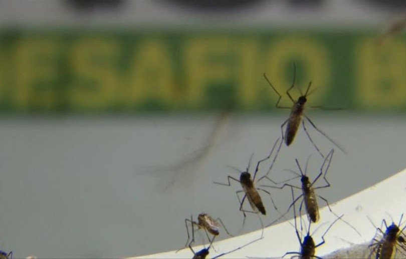 Casos de dengue aumentam 300% e causam 14 mortes no Rio em 2022