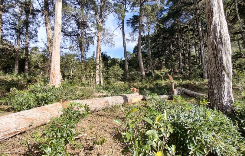 Fiscais do Meio Ambiente flagram corte ilegal de árvores no Vale dos Esquilos