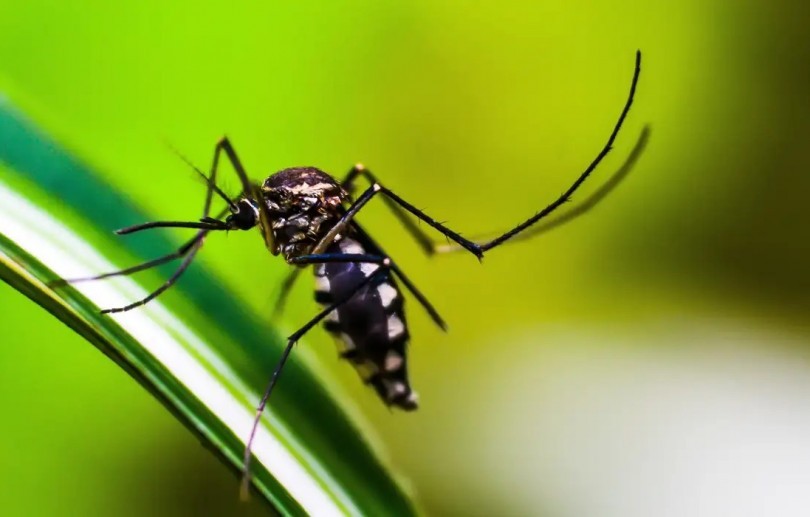 Petrópolis registra a segunda morte por dengue