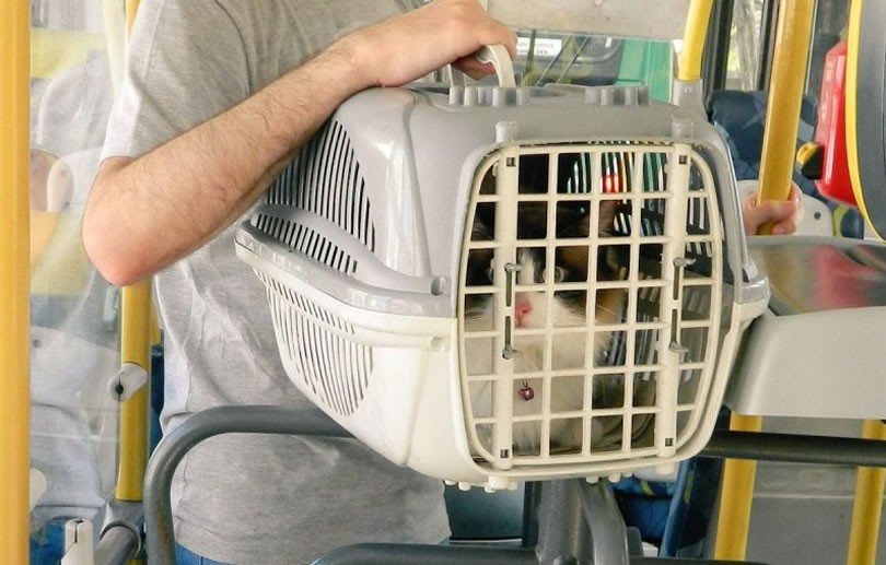Vereador pede autorização para animais domésticos serem transportados em ônibus municipais de Petrópolis