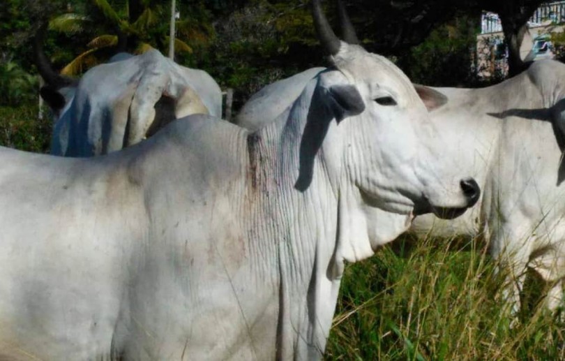 Raiva no meio Rural: Saiba mais sobre essa doença que pode afetar os animais de produção