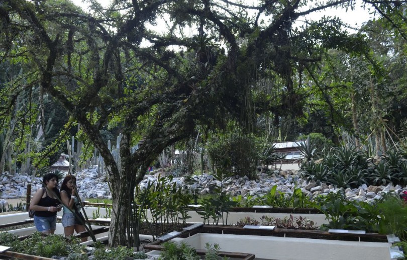 Jardim Botânico do Rio de Janeiro realiza a Semana do Bioma Pampa