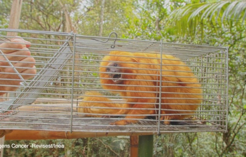 População de micos-leões-dourados pode estar aumentando no Rio de Janeiro, segundo pesquisa científica