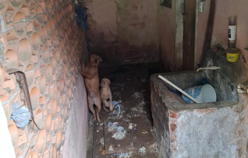 Mulher é presa em flagrante por maus-tratos a animais