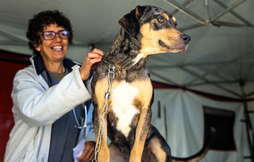 Cadastro para castração gratuita de cães e gatos abre nesta segunda-feira (09) em Petrópolis