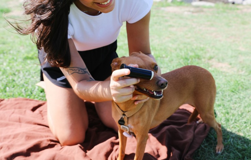 Carnaval pet friendly: cuidados essenciais para garantir a segurança dos cães na folia