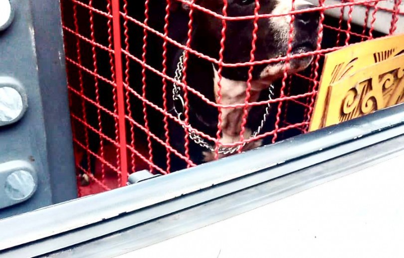 Prefeitura e Bombeiros resgatam pitbull que atacou dois cães no Caxambu; tutor foi encaminhado à delegacia