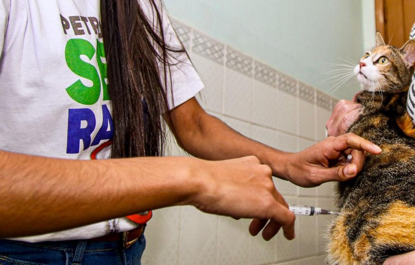 Primeira etapa da vacinação antirrábica acontece neste sábado (11/4) em Petrópolis