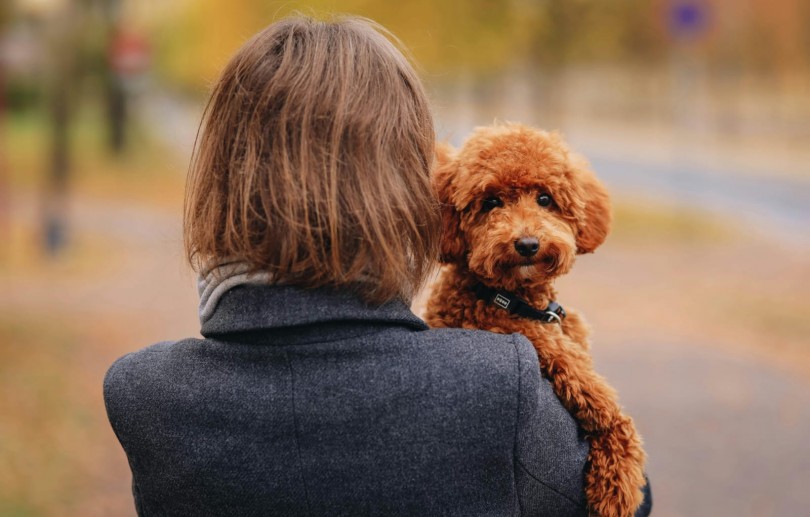 Quem fica com o pet depois do divórcio? Disputa por animais de estimação cresce na Justiça e muda acordos de separação