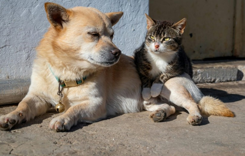 Abril Laranja: mês de combate aos maus-tratos contra animais promove informação e alerta aos cuidados com a saúde pública