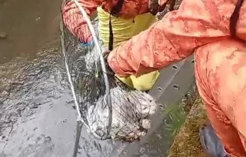 Gato é resgatado após cair em rio no Centro de Petrópolis