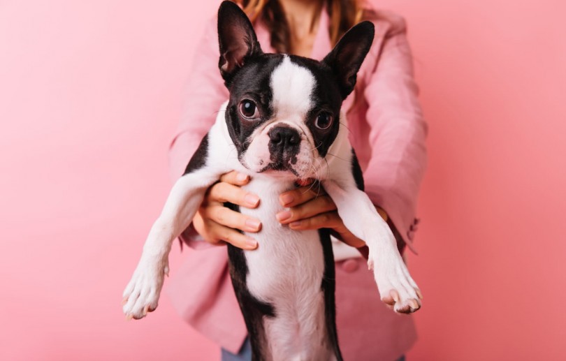 Outubro Rosa Pet: atenção aos sinais pode fazer a diferença no diagnóstico do câncer de mama em cadelas e gatas