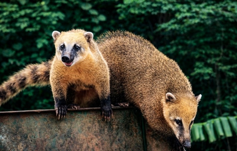 Elovias instala câmeras nas passagens de fauna e amplia uso de cercas e telas ao longo da BR-040 para proteger animais