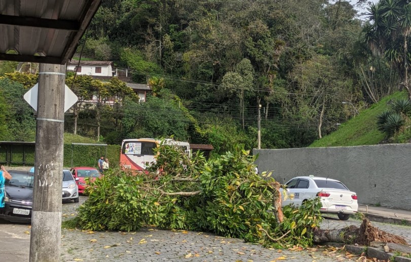 Ônibus bate e derruba árvore no Quitandinha