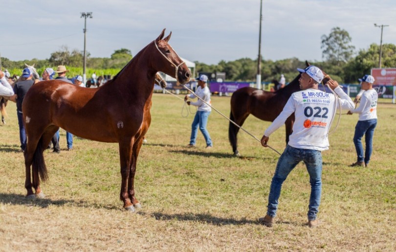 37ª Exposição do Cavalo Mangalarga Marchador reúne cerca de 400 animais da raça em Cabo Frio