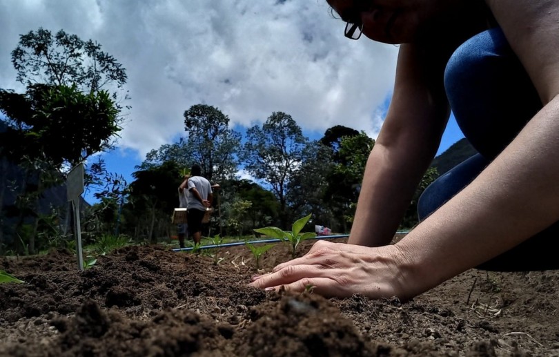 Reflorestamento pode ajudar Petrópolis a recuperar áreas degradadas por ação humana