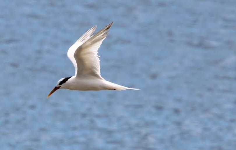 Influenza aviária é confirmada em ave migratória encontrada em Petrópolis