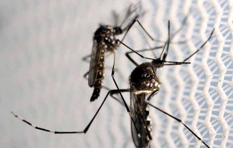 Dengue: fique atento aos sintomas e veja como se prevenir 