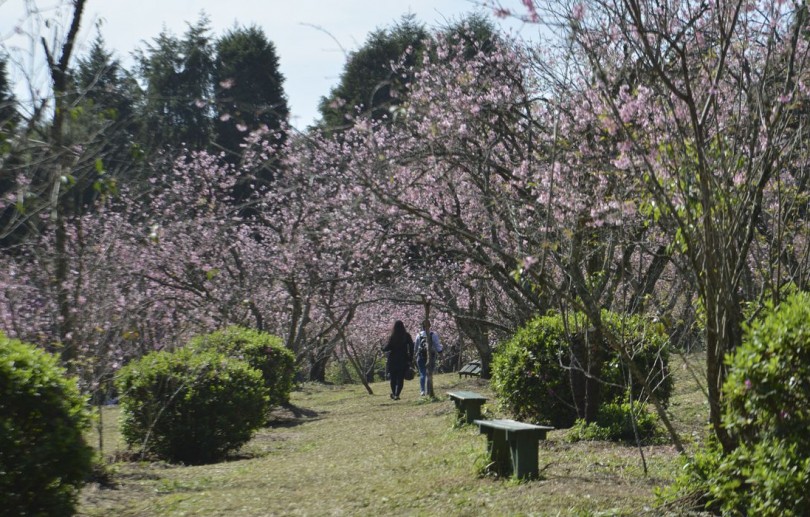 Começa a temporada da floração das cerejeiras no Parque do Carmo