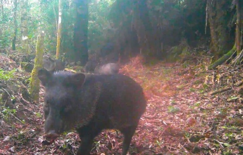 Armadilhas fotográficas registram espécies ameaçadas de extinção no Parque Estadual dos Três Picos, na Região Serrana