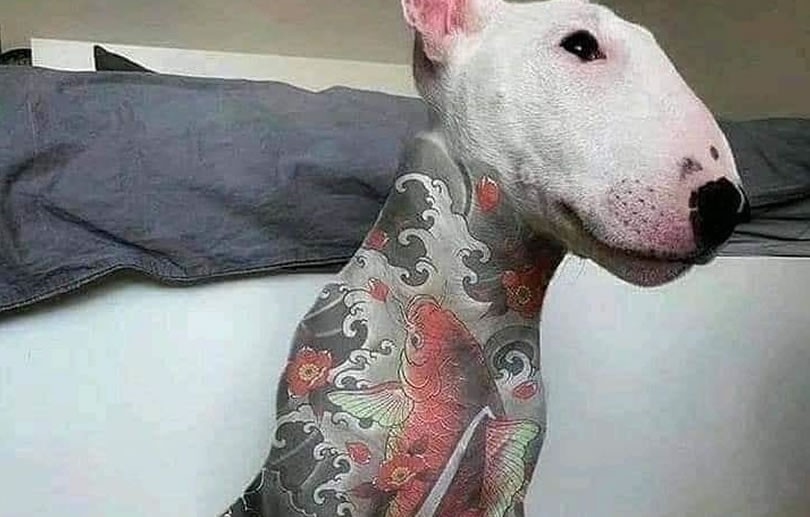 Sancionada lei que prevê prisão para quem for flagrado fazendo tatuagens em animais domésticos no Estado do Rio de Janeiro