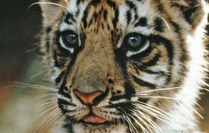 Zoológico no Chile testa vacina contra covid-19 em leões e tigres