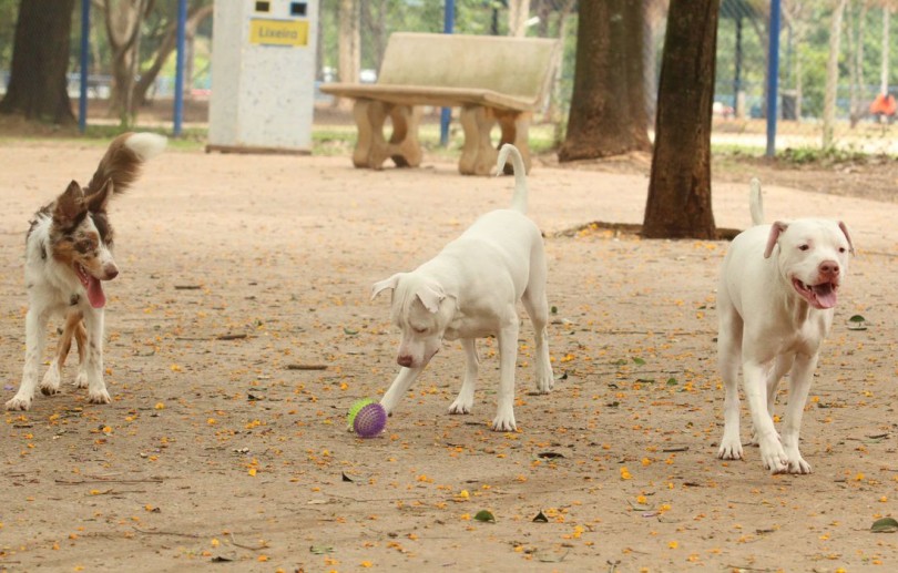Ministério determina recolhimento de petiscos para cães